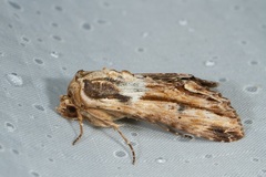 Stictopterinae