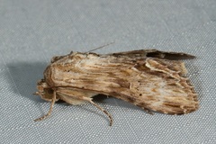 Stictopterinae