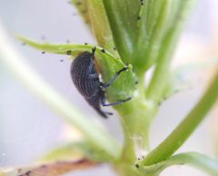 Pseudoperapion brevirostre