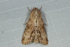 Stictopterinae