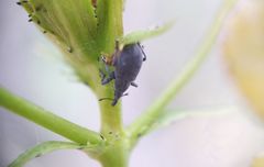 Pseudoperapion brevirostre