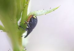 Pseudoperapion brevirostre