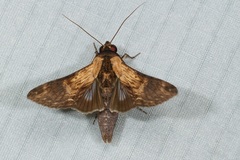Stictopterinae