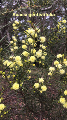 Acacia genistifolia