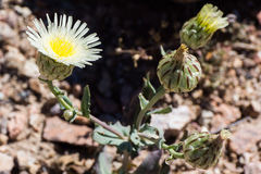 Malacothrix coulteri