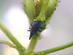 Pseudoperapion brevirostre