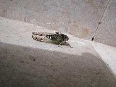 Diceroprocta alacris