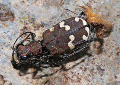 Cicindela transbaicalica
