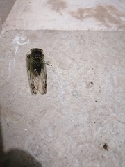 Diceroprocta alacris