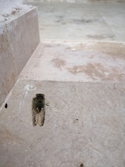 Diceroprocta alacris