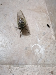 Diceroprocta alacris