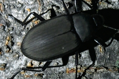 Plesiophthalmus davidis