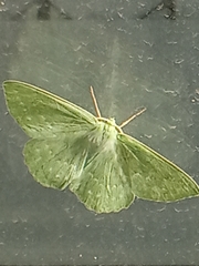 Geometra papilionaria