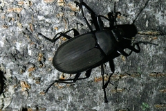 Plesiophthalmus davidis