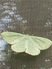 Geometra papilionaria