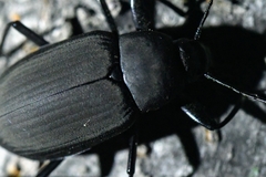 Plesiophthalmus davidis