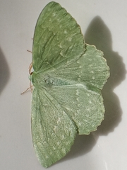 Geometra papilionaria