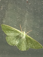 Geometra papilionaria