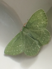 Geometra papilionaria