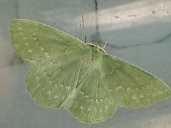 Geometra papilionaria