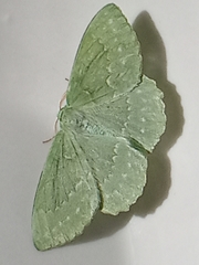 Geometra papilionaria