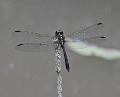 Agrionoptera longitudinalis biserialis