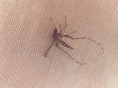 Aedes vigilax