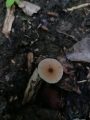 Candolleomyces tuberculatus