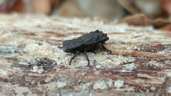 Phloeodes plicatus