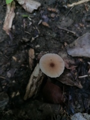 Candolleomyces tuberculatus