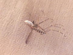 Aedes vigilax