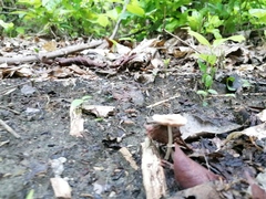 Candolleomyces tuberculatus