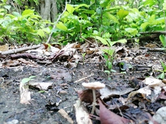 Candolleomyces tuberculatus