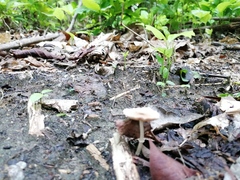 Candolleomyces tuberculatus