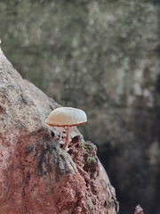 Gymnopilus