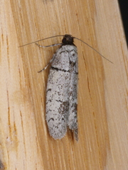 Telanepsia coprobora