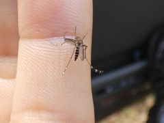 Aedes vigilax