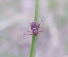 Dermacentor reticulatus