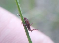 Dermacentor reticulatus