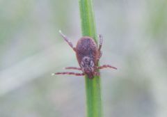 Dermacentor reticulatus