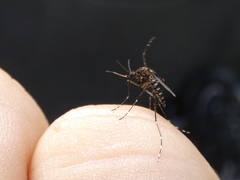 Aedes vigilax