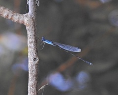 Indolestes tenuissimus