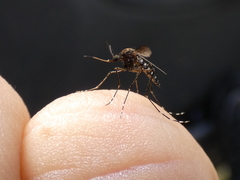 Aedes vigilax