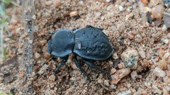 Microschatia inaequalis