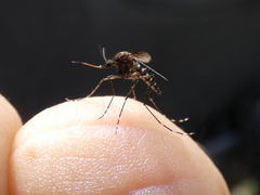 Aedes vigilax