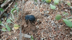 Microschatia inaequalis