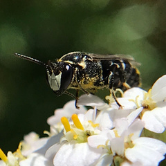 Hylaeus signatus