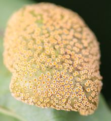 Puccinia alnetorum