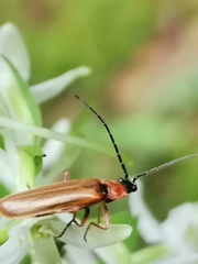 Rhagonycha nigriceps