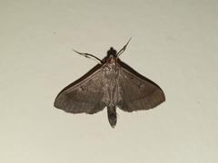 Almonia